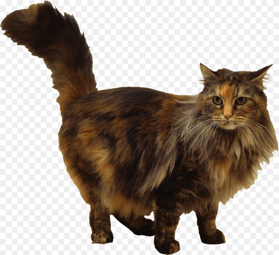 Cat, Angora, Animal, Mammal, Manx Png Image
