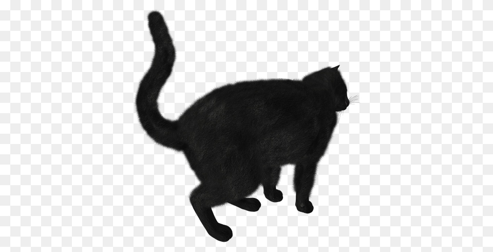 Cat, Animal, Mammal, Pet, Black Cat Free Png