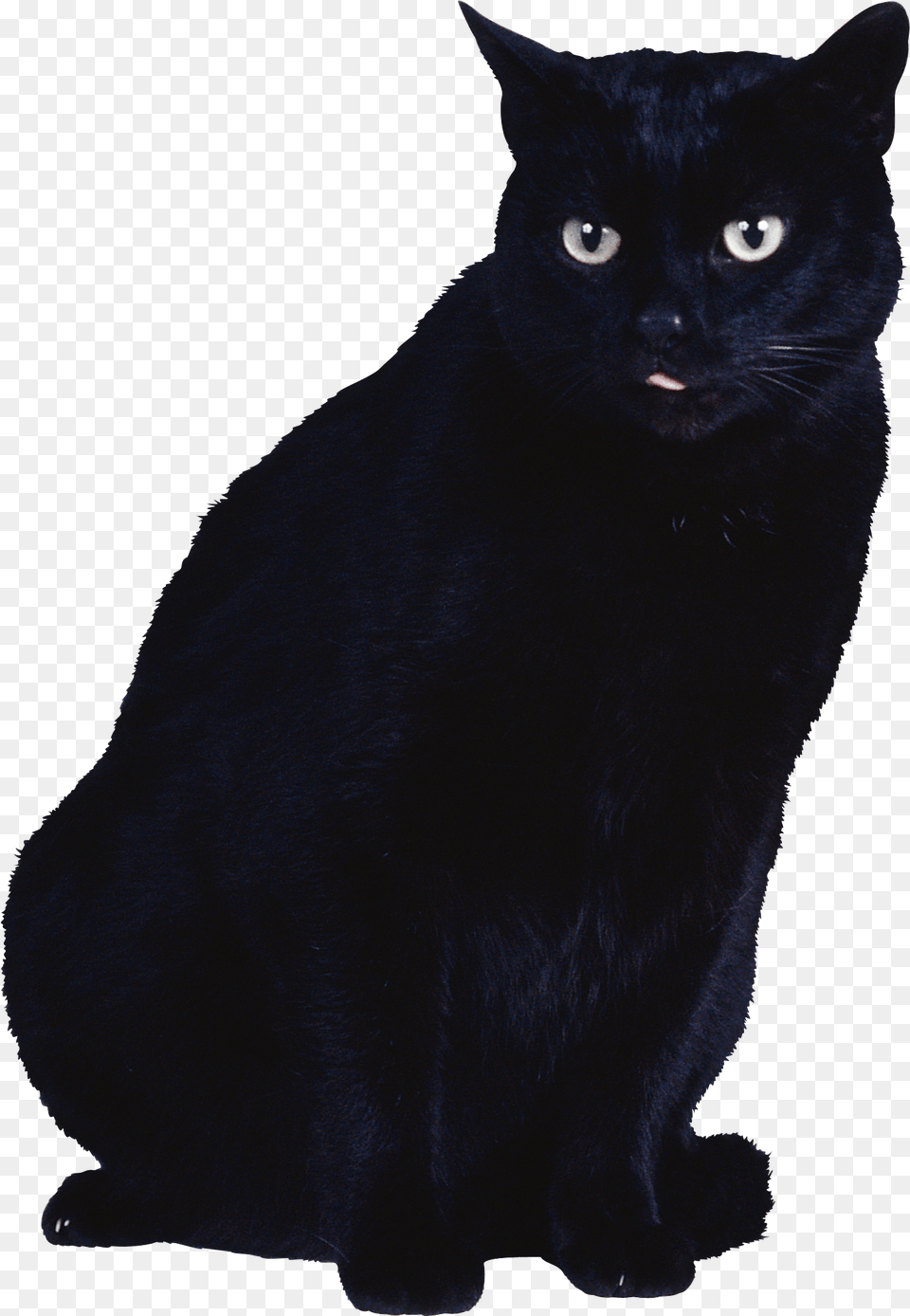 Cat, Animal, Mammal, Pet, Black Cat Free Png Download