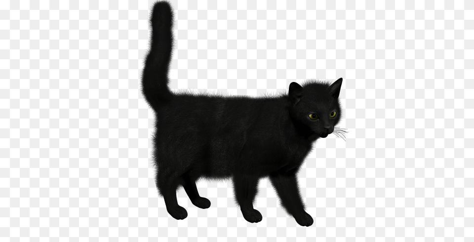 Cat, Animal, Black Cat, Mammal, Pet Free Transparent Png