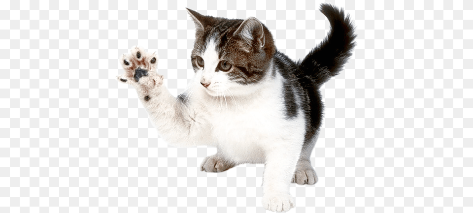Cat, Animal, Kitten, Mammal, Pet Free Png Download