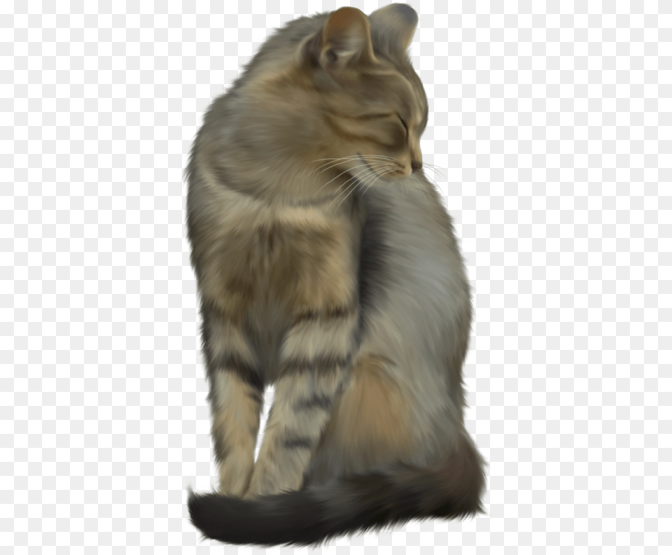 Cat, Animal, Mammal, Pet, Angora Free Transparent Png