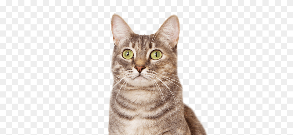 Cat, Abyssinian, Animal, Mammal, Pet Free Transparent Png