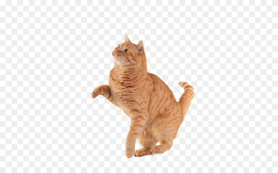 Cat, Animal, Mammal, Manx, Pet Free Png