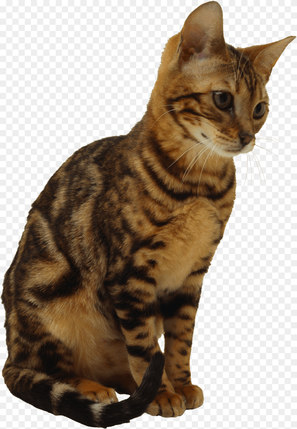 Cat, Animal, Mammal, Pet, Abyssinian Free Transparent Png
