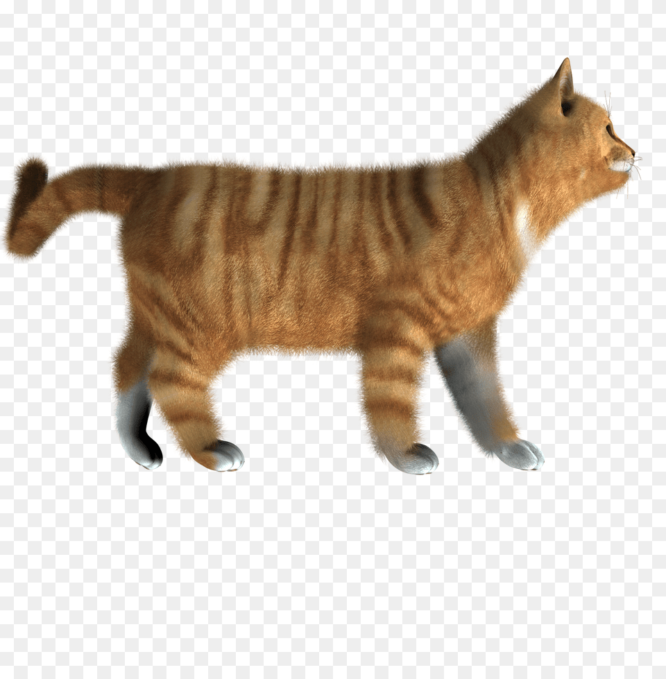 Cat, Animal, Mammal, Manx, Pet Free Png