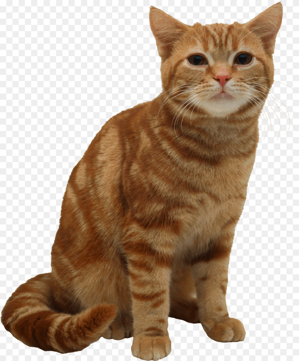 Cat, Animal, Mammal, Manx, Pet Free Transparent Png