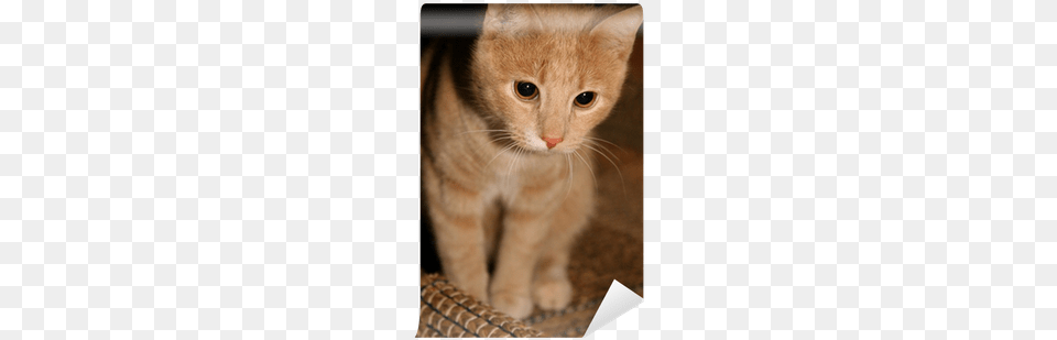 Cat, Abyssinian, Animal, Mammal, Pet Free Png Download