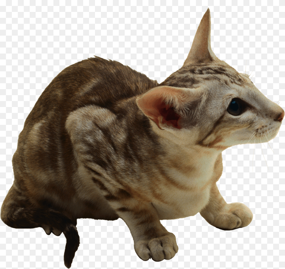 Cat, Animal, Mammal, Pet, Manx Png Image