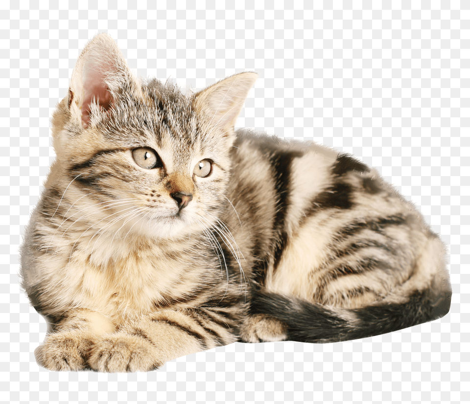 Cat, Animal, Kitten, Mammal, Pet Free Png Download