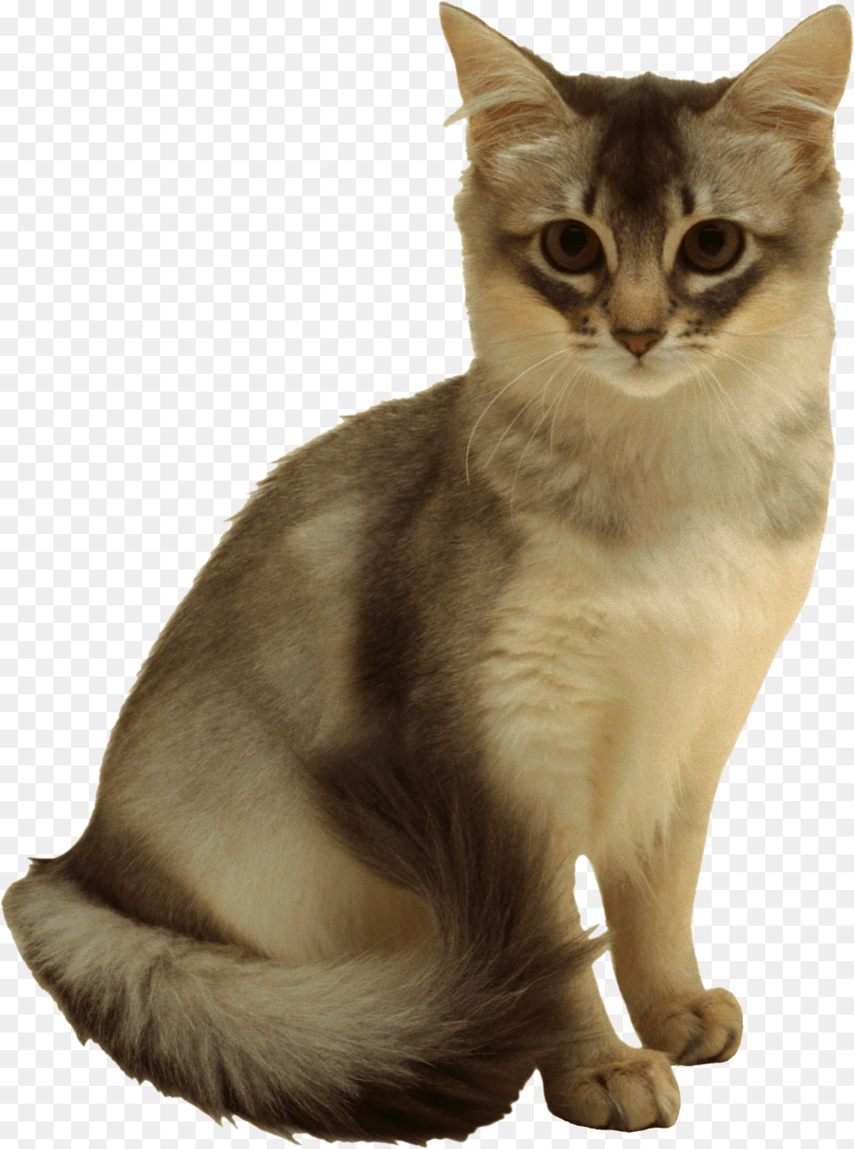 Cat, Abyssinian, Animal, Mammal, Pet Png