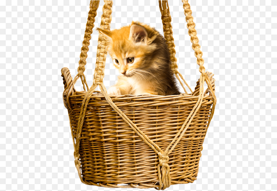 Cat, Basket, Animal, Mammal, Pet Free Transparent Png