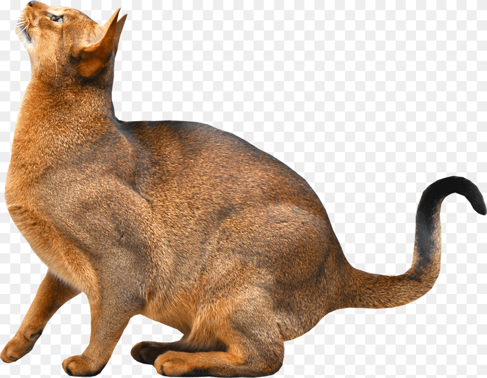 Cat, Abyssinian, Animal, Mammal, Pet Png