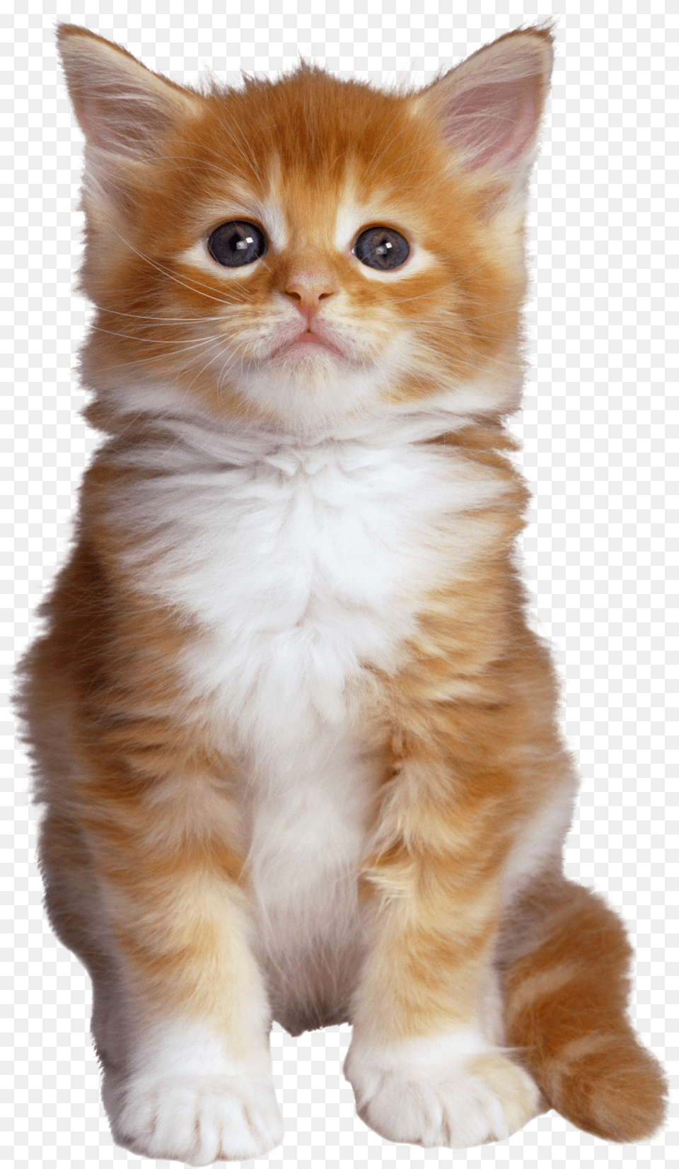 Cat Free Transparent Png