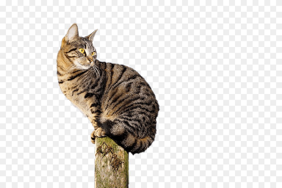 Cat Acrobat, Animal, Mammal, Manx, Pet Png