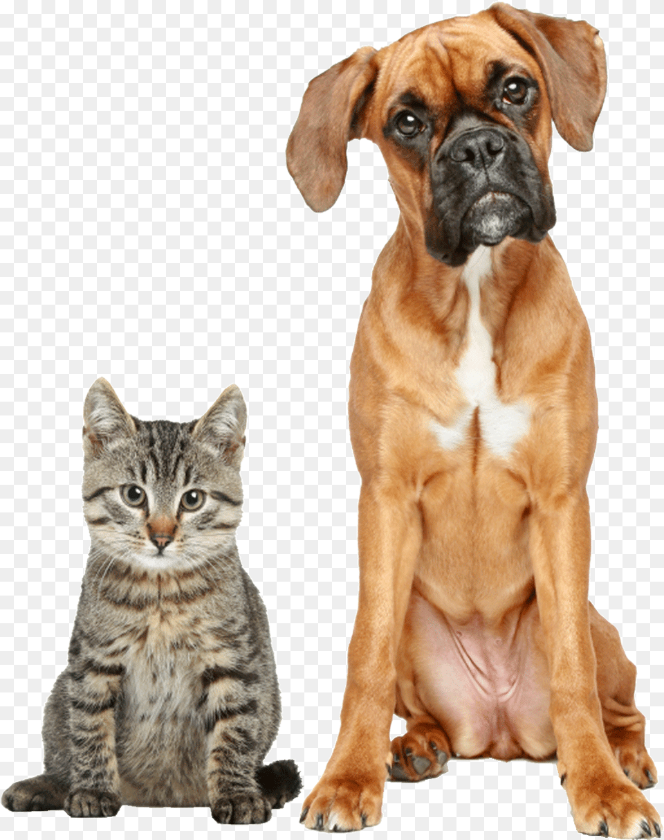 Cat And Boxer, Animal, Canine, Dog, Mammal Free Transparent Png