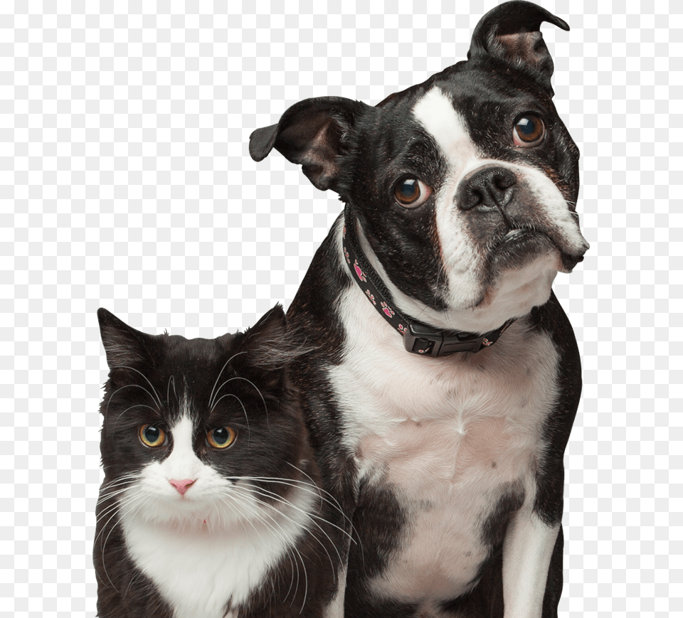 Cat And Dog Boston Terrier, Animal, Canine, Mammal, Pet Free Png Download