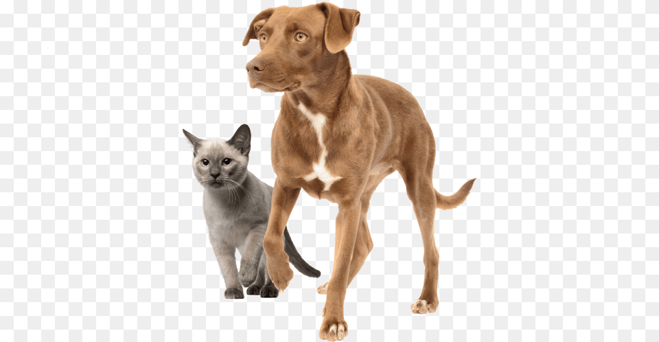 Cat And Dog Dog, Animal, Canine, Mammal, Pet Free Png Download