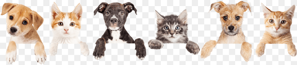 Cat And Dog Footer, Animal, Canine, Mammal, Pet Free Transparent Png