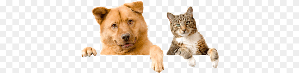 Cat And Dog Domestic Cats And Dogs, Animal, Canine, Mammal, Pet Png Image