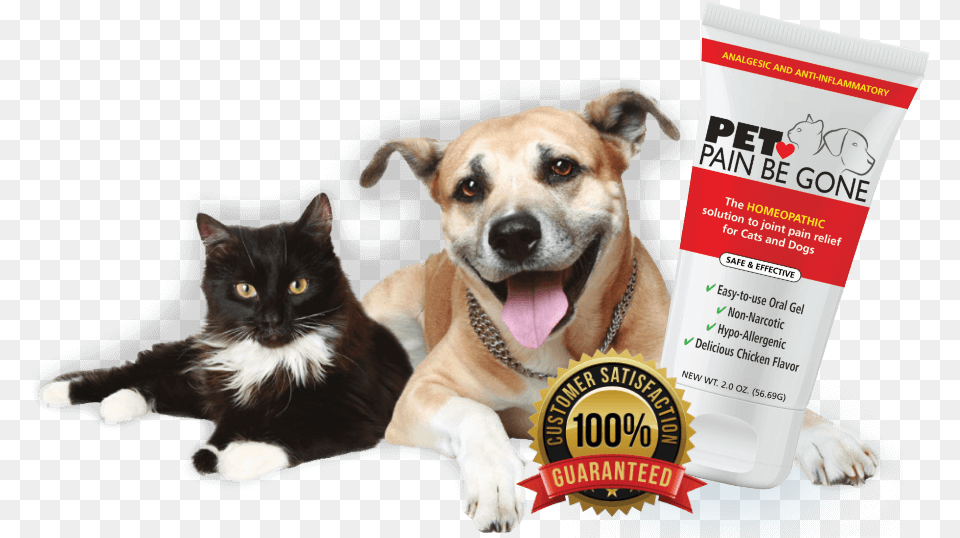 Cat And Dog Laying Next To Large Over Scaled Bottle Fp Postbase Pic10 For Postbase Mailing Machines Oem, Animal, Canine, Mammal, Pet Free Png