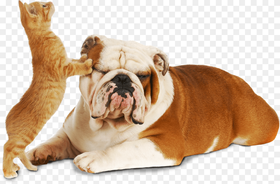 Cat And Dog Young Living And Animals Free Png