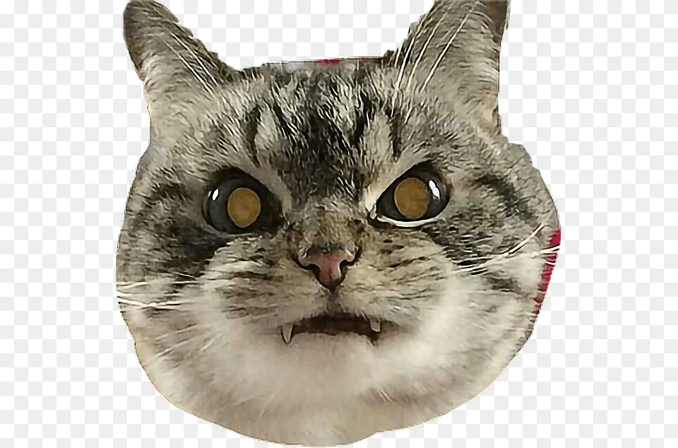 Cat Angry Vampire Catselfie Freetoedit Angry Cat Face, Animal, Mammal, Manx, Pet Free Transparent Png