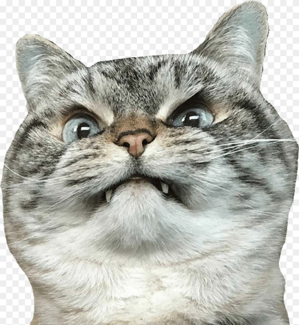 Cat Angrycat Angry Angry Cat Merlin Meme, Animal, Mammal, Pet, Manx Free Transparent Png