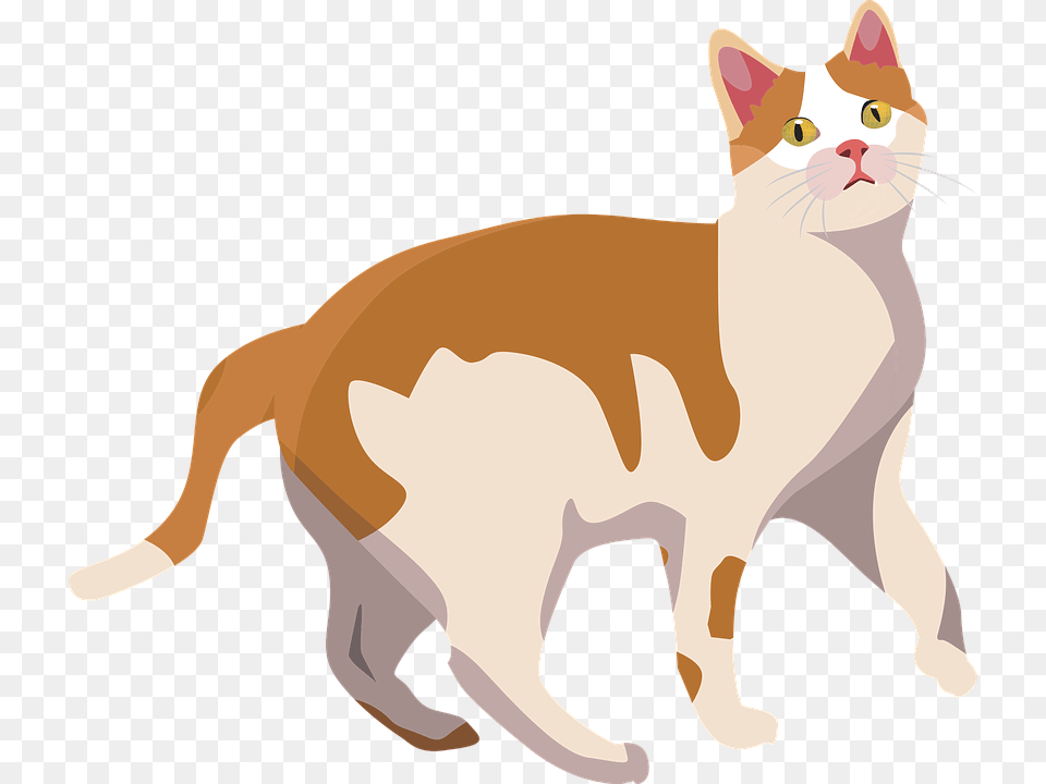 Cat Animal Mammal Cute Pet Kitten Domestic Vector Cute Dog Cat Graphics, Manx Png Image