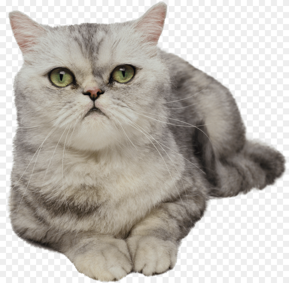 Cat Animal Photoshop No Background Png