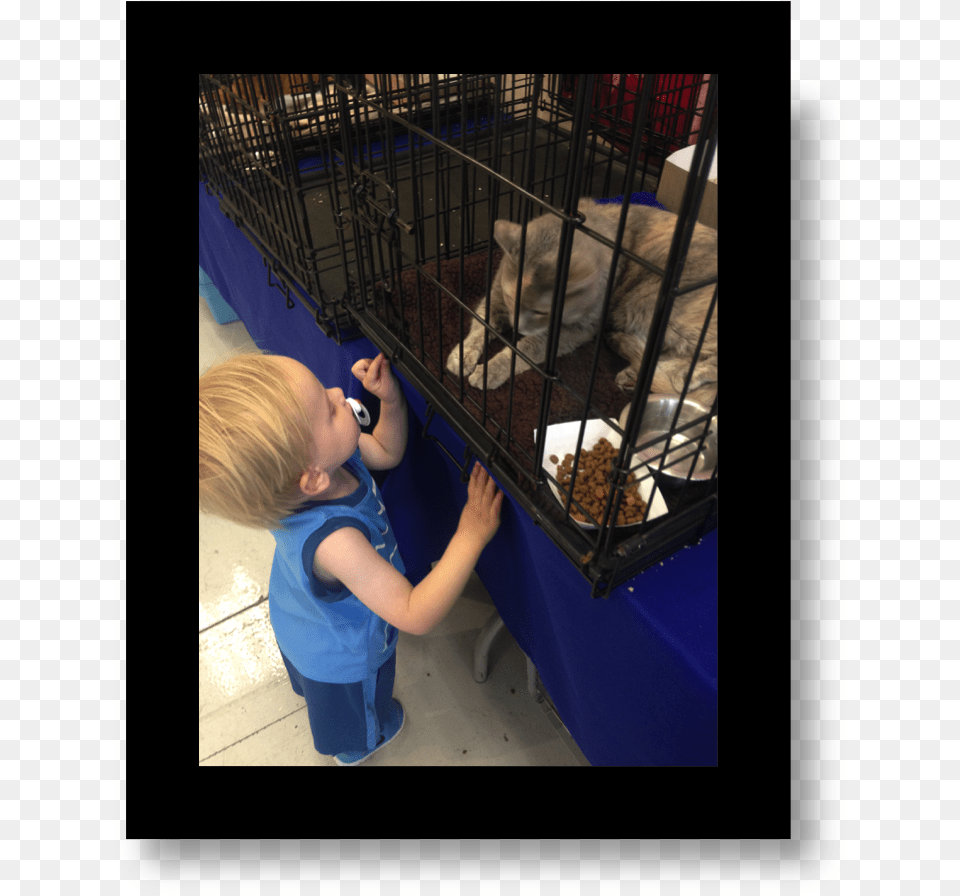 Cat Animal Shelter, Photography, Male, Boy, Child Png Image
