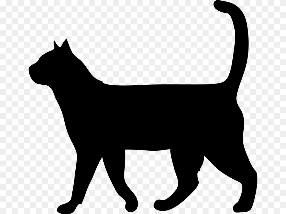 Cat Animal The Silhouette Outside Domestic Cat Black Cat Silhouette Walking, Gray Png