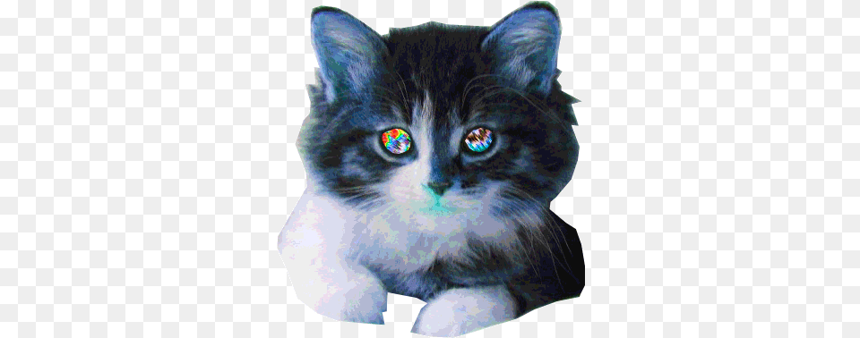 Cat Animated Gif Cats Crazy Background Cat Animated Gif, Animal, Mammal, Manx, Pet Png
