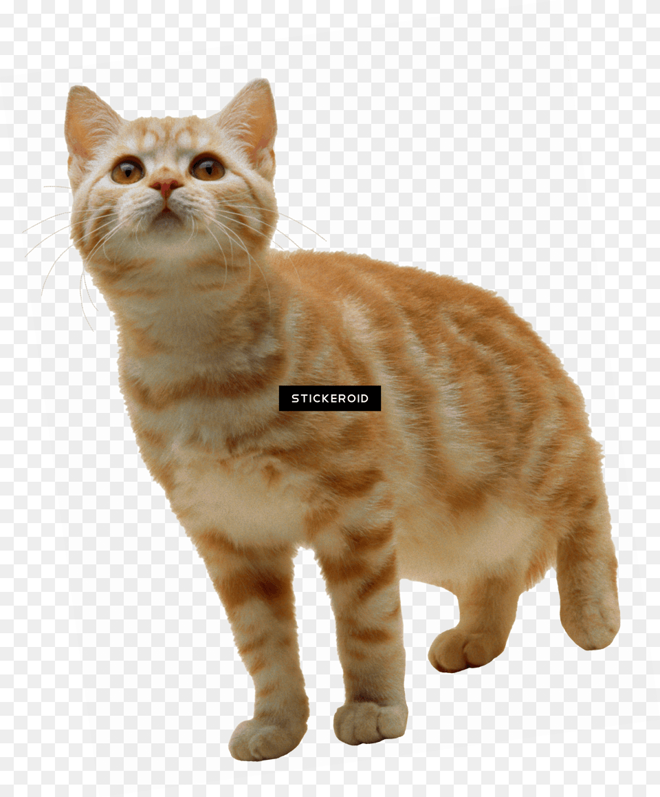 Cat Background Kitten Cat W Clear Background, Animal, Mammal, Manx, Pet Free Png
