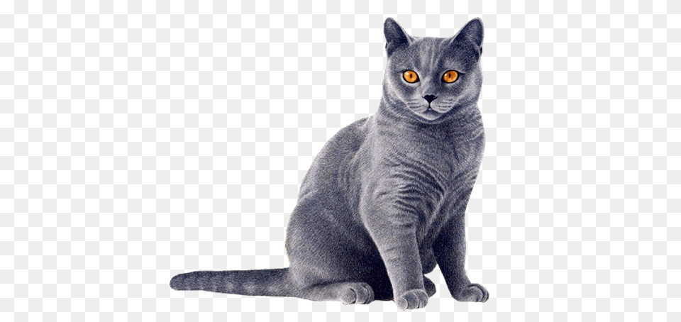 Cat Blue, Animal, Mammal, Pet, Abyssinian Free Png Download