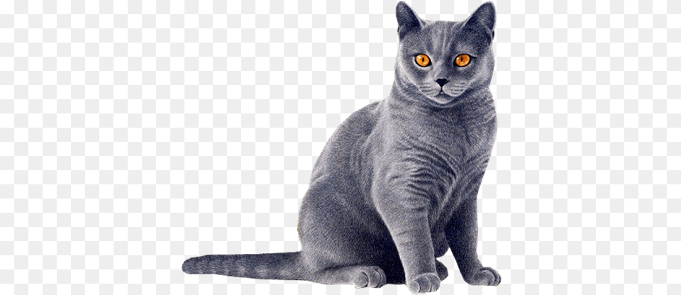 Cat Blue Cat, Animal, Mammal, Pet, Abyssinian Free Png Download