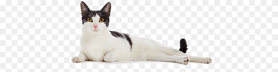 Cat Boarding School For Talented Cats Cat, Animal, Mammal, Manx, Pet Free Transparent Png