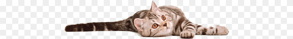 Cat By Eross On Cat Photo Background Animal, Mammal, Pet Free Transparent Png