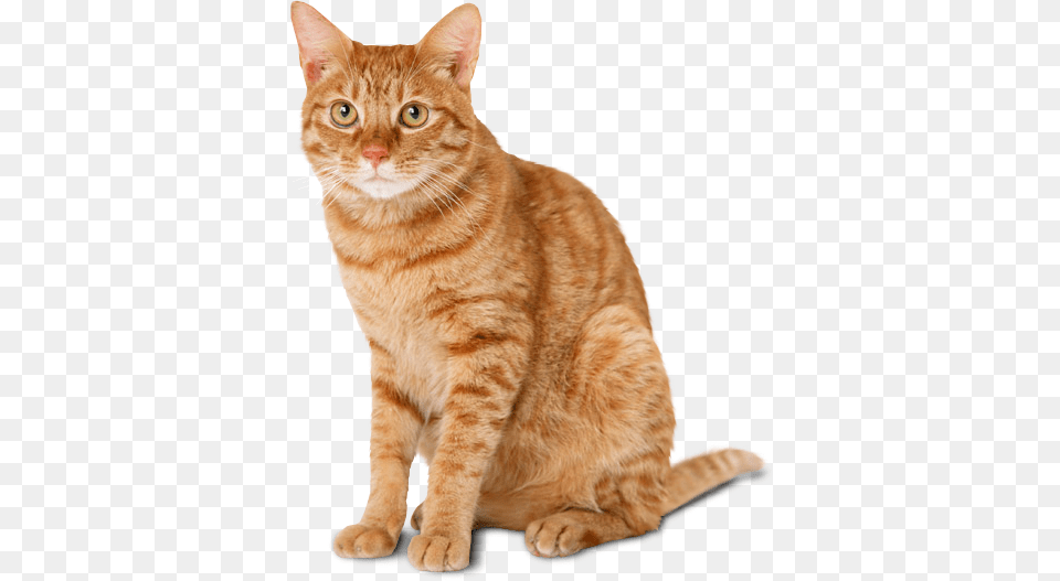 Cat Cat, Animal, Mammal, Manx, Pet Png