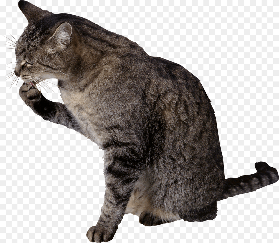 Cat Cat Licking His Paw, Animal, Mammal, Manx, Pet Free Png Download