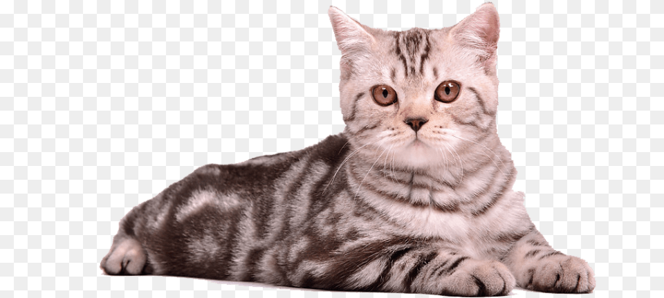 Cat Cat Sitting, Animal, Mammal, Manx, Pet Free Png