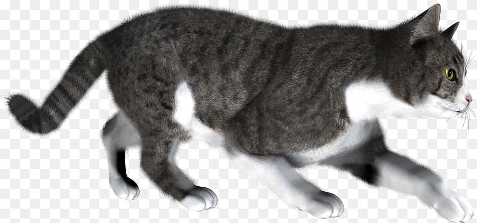 Cat Cat Walking Background, Animal, Mammal, Manx, Pet Free Transparent Png