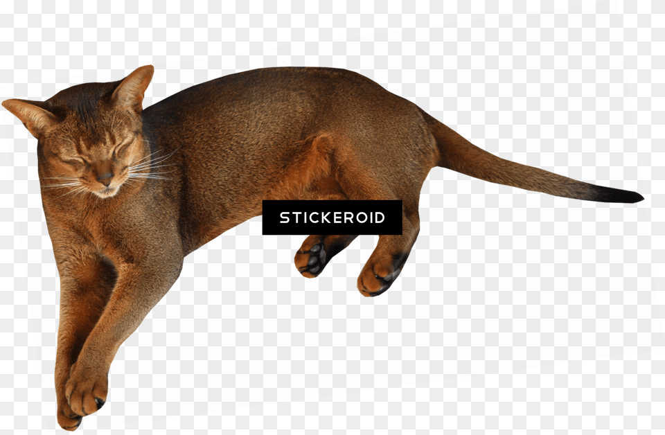 Cat Cats Cat, Abyssinian, Animal, Mammal, Pet Free Transparent Png