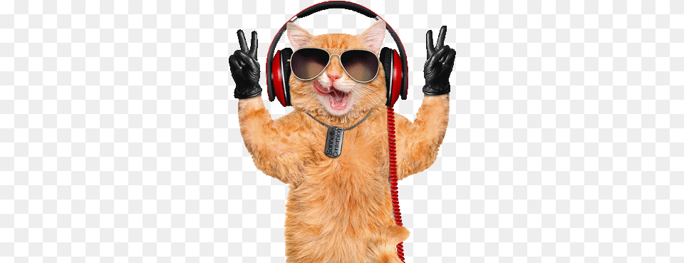 Cat Chat Katze Gif Dance Music Fun Animal With Headphones, Accessories, Sunglasses, Electronics, Glove Free Png