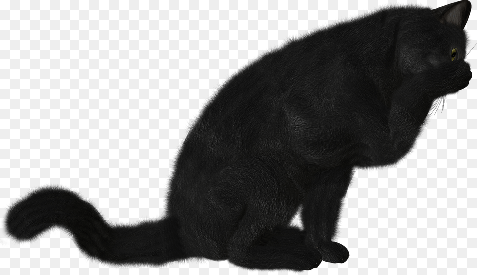 Cat Chernaya Koshka, Animal, Mammal, Pet, Black Cat Free Png Download