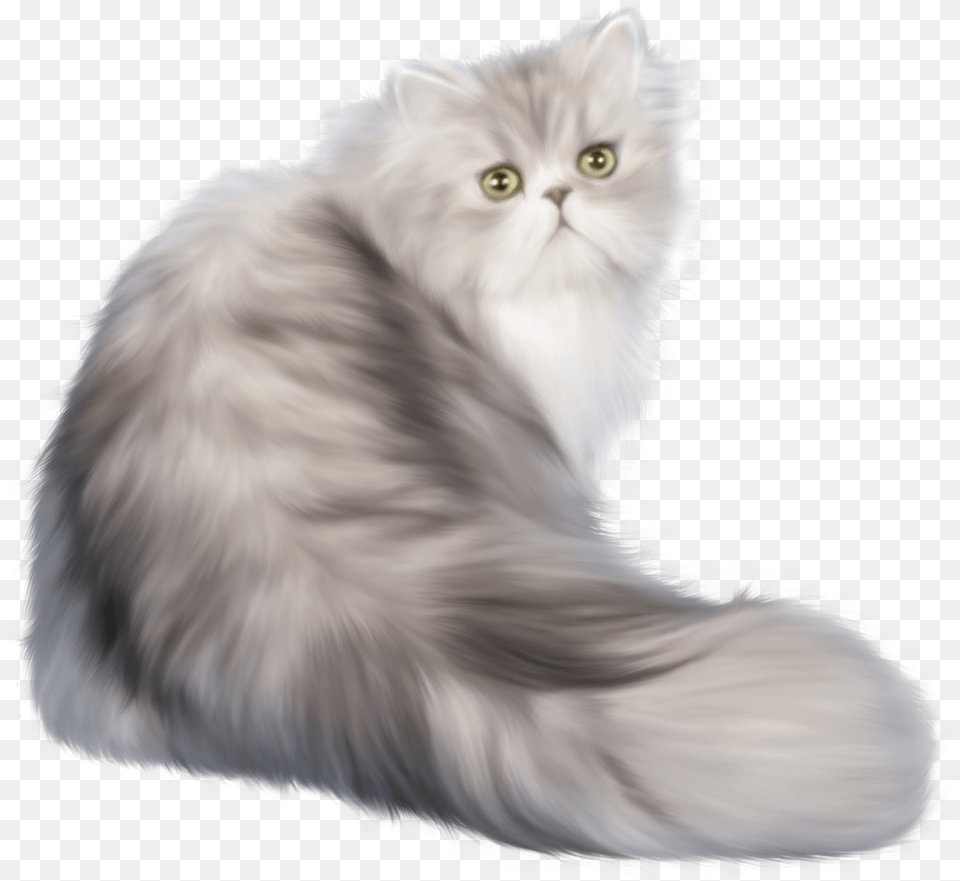 Cat Clip Art Persian Cat, Angora, Animal, Mammal, Pet Png