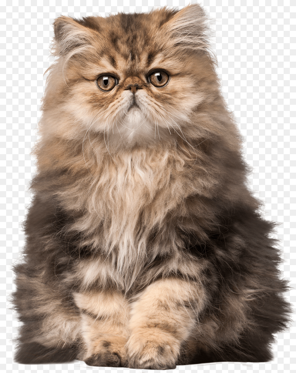 Cat Clip Art Realistic Clip Art Cat, Clothing, Hat, Accessories, Formal Wear Png Image