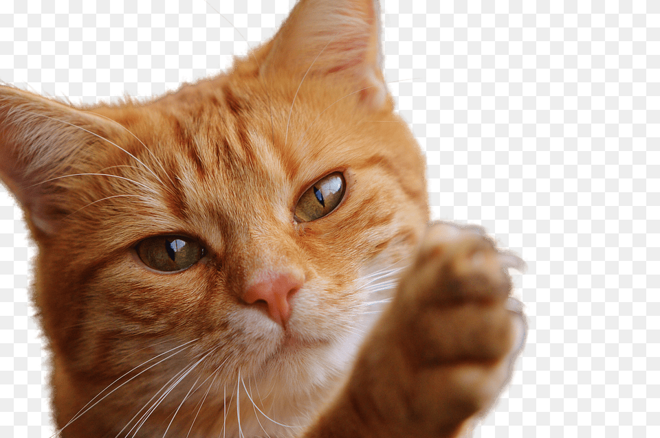 Cat Close Up, Animal, Mammal, Pet, Kitten Free Png