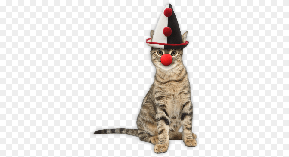 Cat Clown, Clothing, Hat, Animal, Kitten Free Png