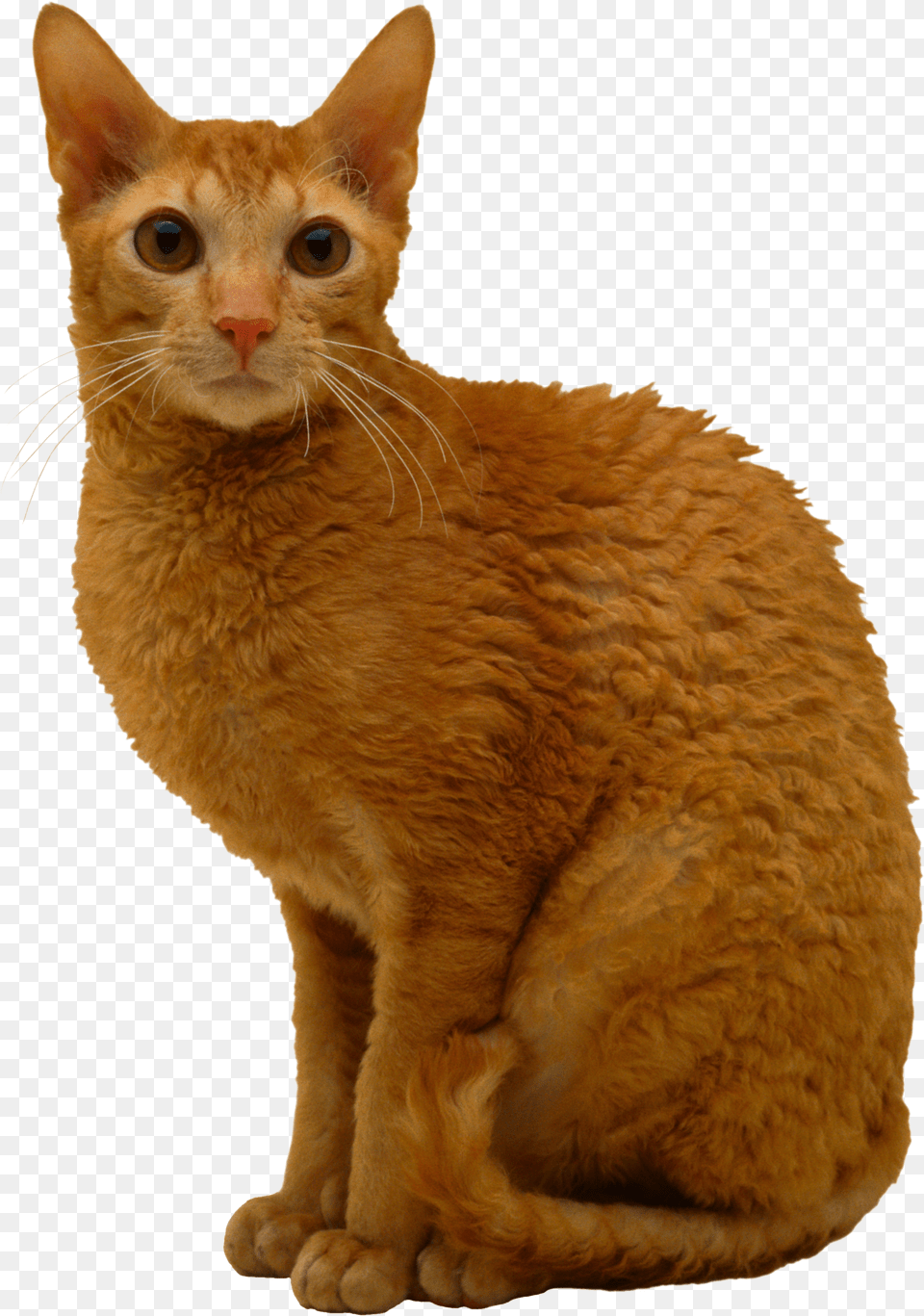Cat Cornish Rex Cat Orange Png Image